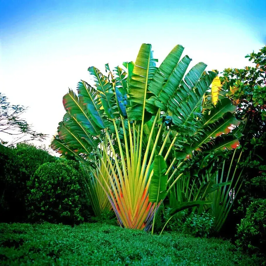TRAVELLERPLAMLANDSCAPERS